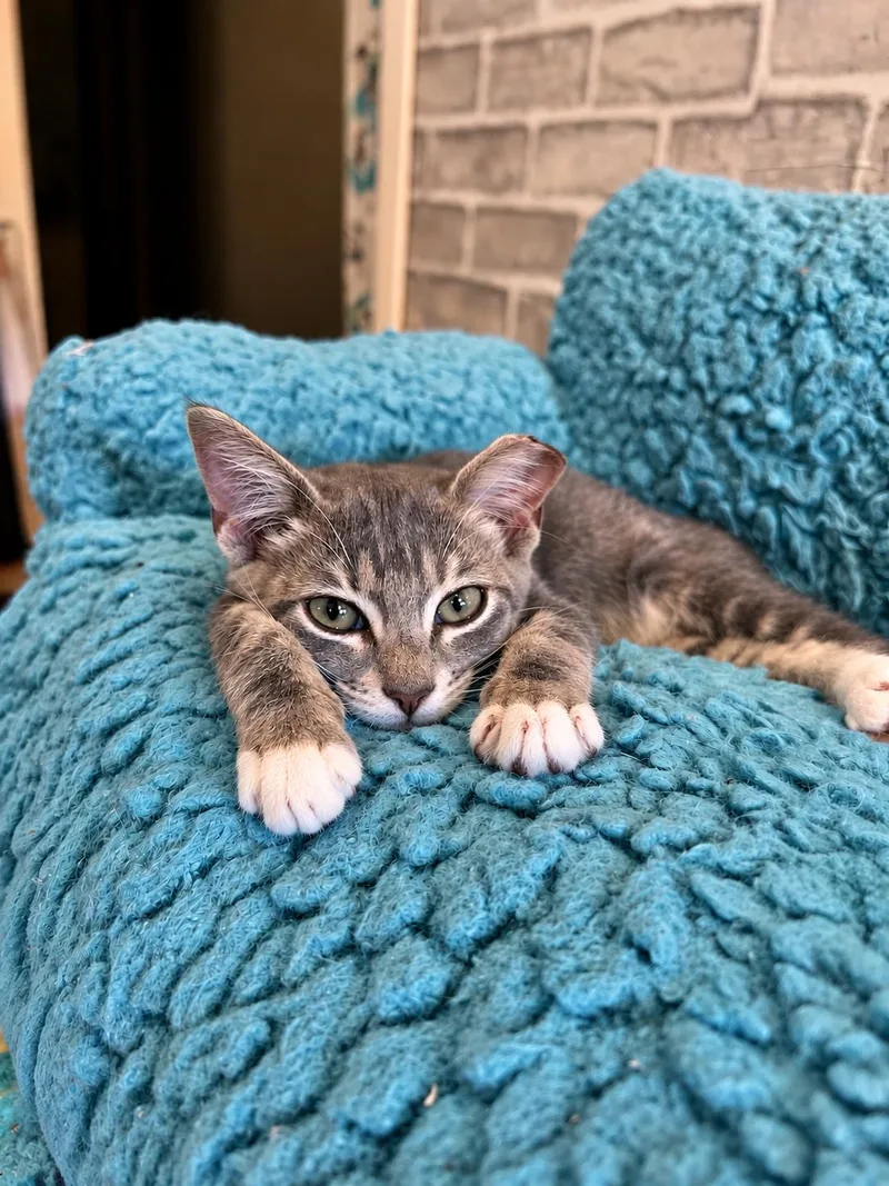 A baby small-sized male Tabby (Gray / Blue / Silver) Domestic Short Hair cat named Ollie for adoption in Johnson City, TN