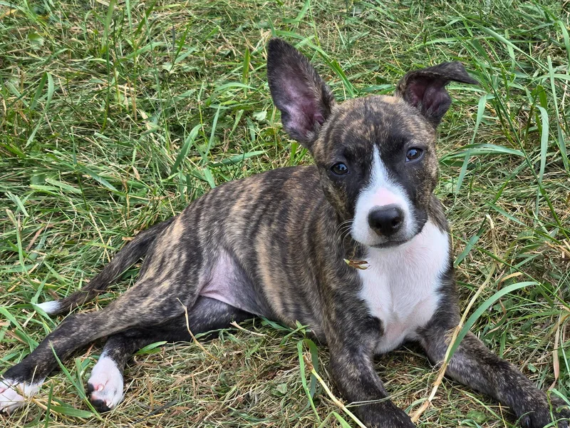A young small-sized female Mixed Breed dog named Dori for adoption in Monona, WI