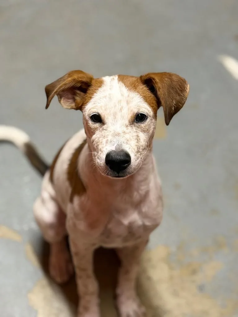 A baby medium-sized female Terrier dog named Jelly Fish for adoption in Tehachapi, CA