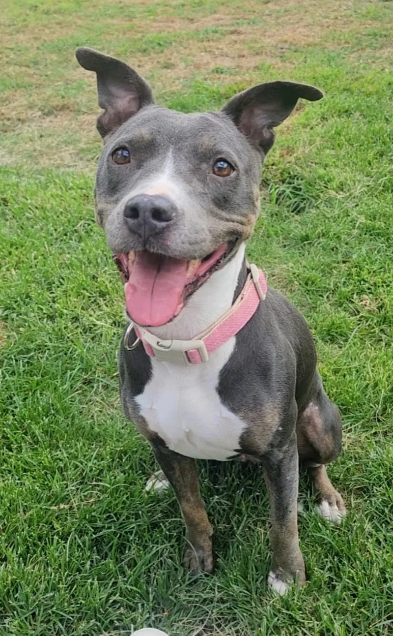 An adult medium-sized female American Staffordshire Terrier dog named Roxy for adoption in conroe, TX