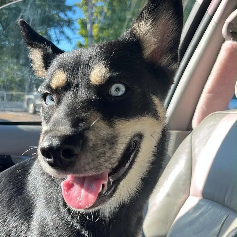 A young medium-sized female Shiba Inu dog named Helena for adoption in Springboro, OH