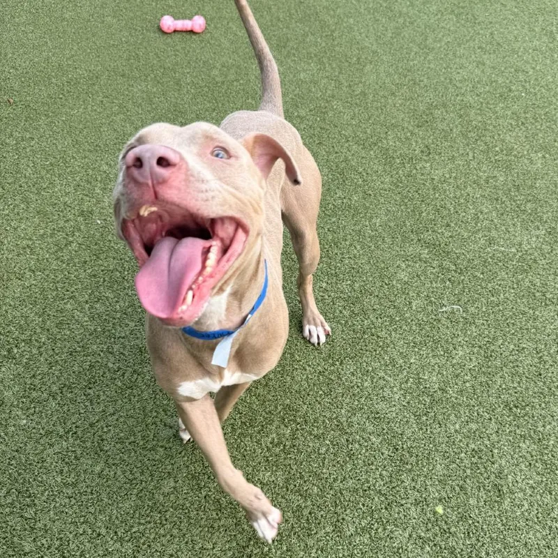 An adult medium-sized male Yellow / Tan / Blond / Fawn Terrier dog named Ryker for adoption in Tampa, FL