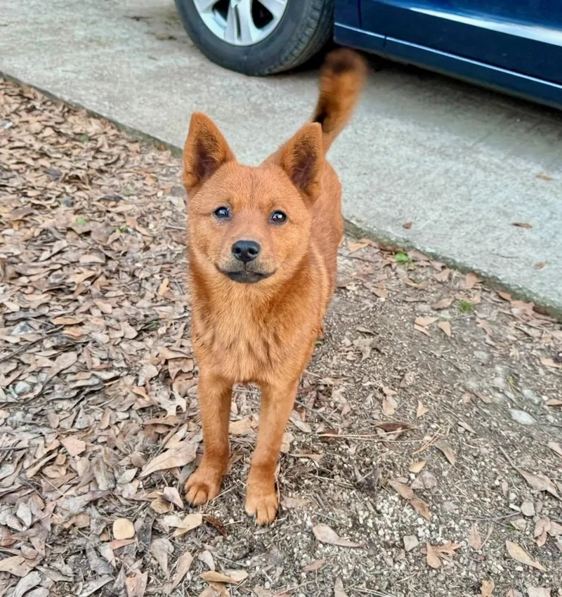 A young small-sized male Red / Chestnut / Orange Spitz dog named Foxey for adoption in Longview, TX