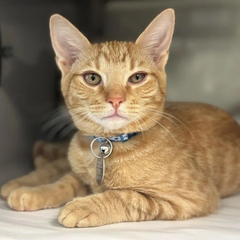 A baby small-sized male Orange / Red Domestic Short Hair cat named NCR Banana for adoption in Port Washington, NY