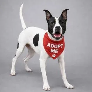 An adult medium-sized female White / Cream Boxer dog named Sadie for adoption in Tyler, TX