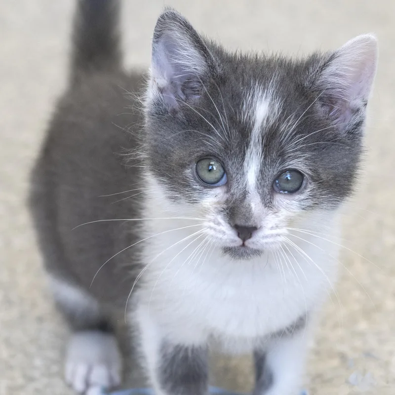 A baby medium-sized male Gray / Blue / Silver Domestic Short Hair cat named Miku for adoption in Pontiac, MI