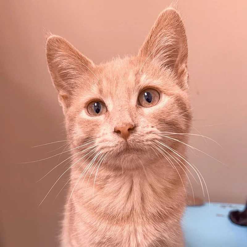 A baby small-sized male Buff / Tan / Fawn Domestic Short Hair cat named Basil for adoption in Arlington Heights, IL