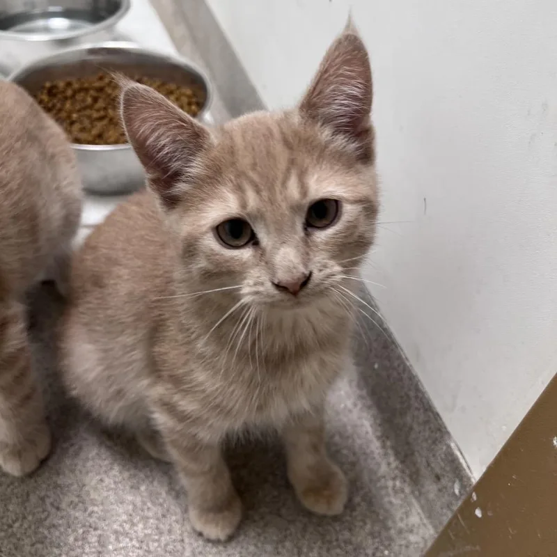 Basil thumbnail 2