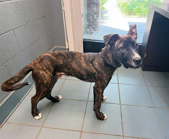 A young medium-sized male Brindle Mixed Breed dog named Marco for adoption in Nashville, TN