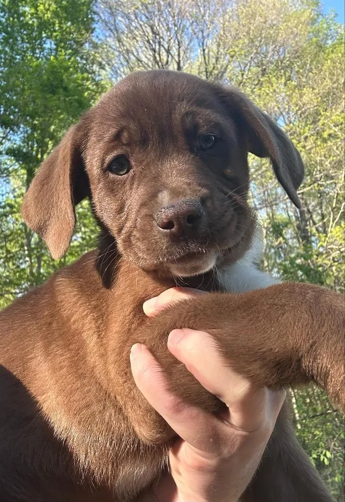A baby large-sized female Brown / Chocolate Labrador Retriever dog named Coco Pups : Cora for adoption in Aurora, IN