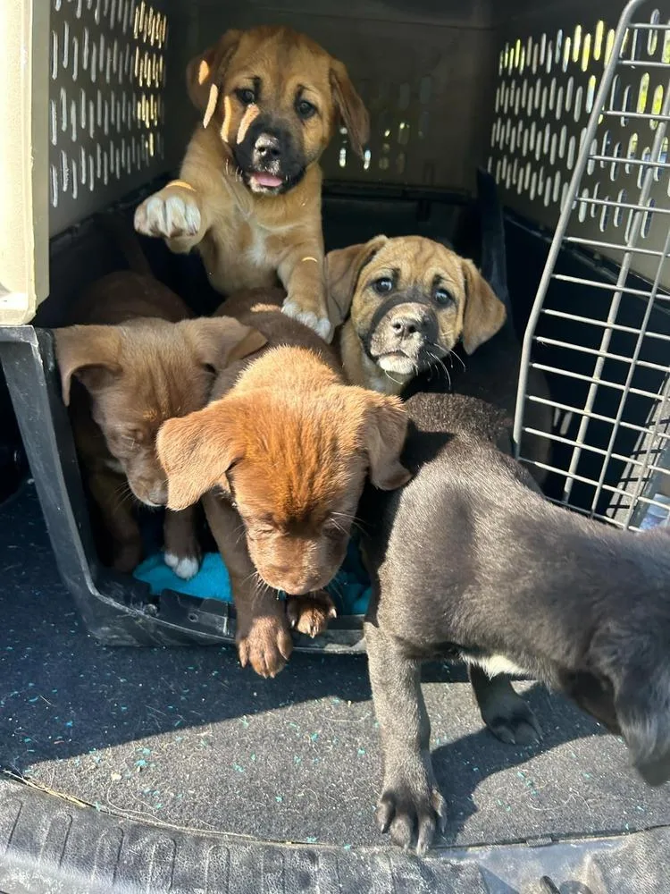 Coco Pups : Cora thumbnail 2