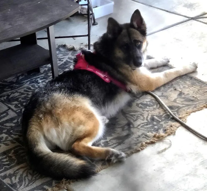 An adult medium-sized female Black German Shepherd Dog dog named Lana seeking a for adoption in San Marcos, CA