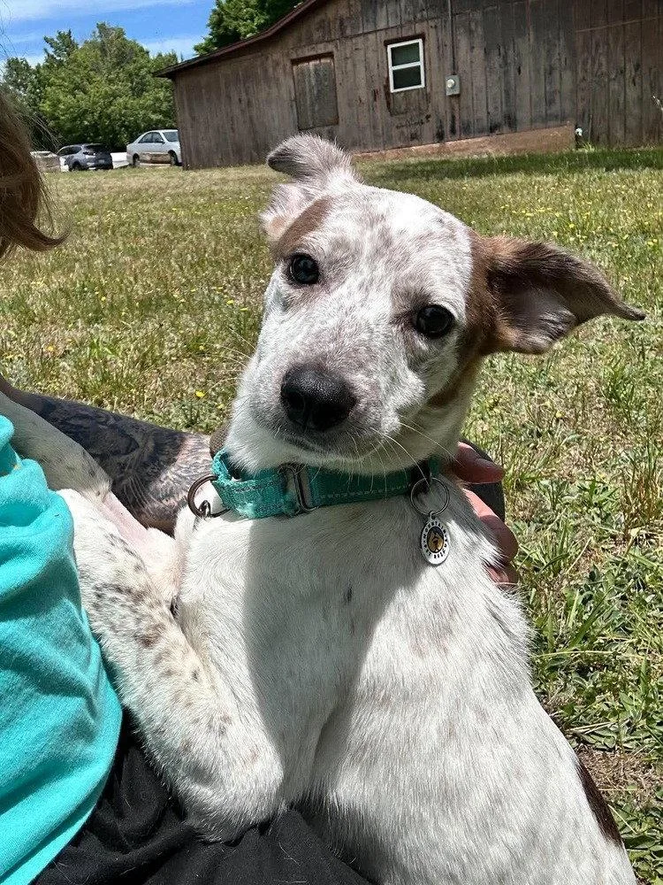 A young medium-sized female Terrier dog named Hera for adoption in Candler, NC