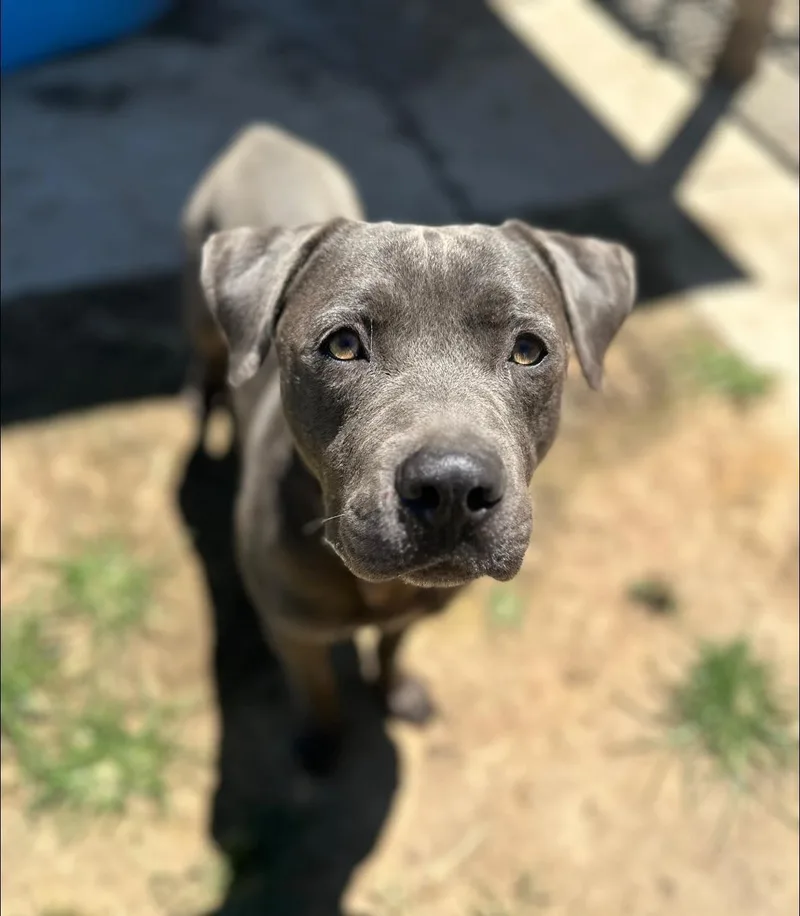 An adult medium-sized male Pit Bull Terrier dog named Freckles for adoption in Stagecoach, NV