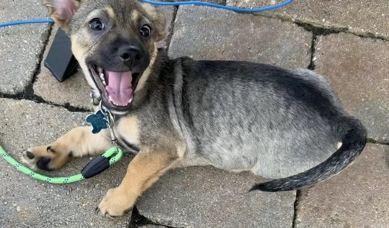A baby small-sized male Beagle dog named Benny for adoption in Plainfield, IL