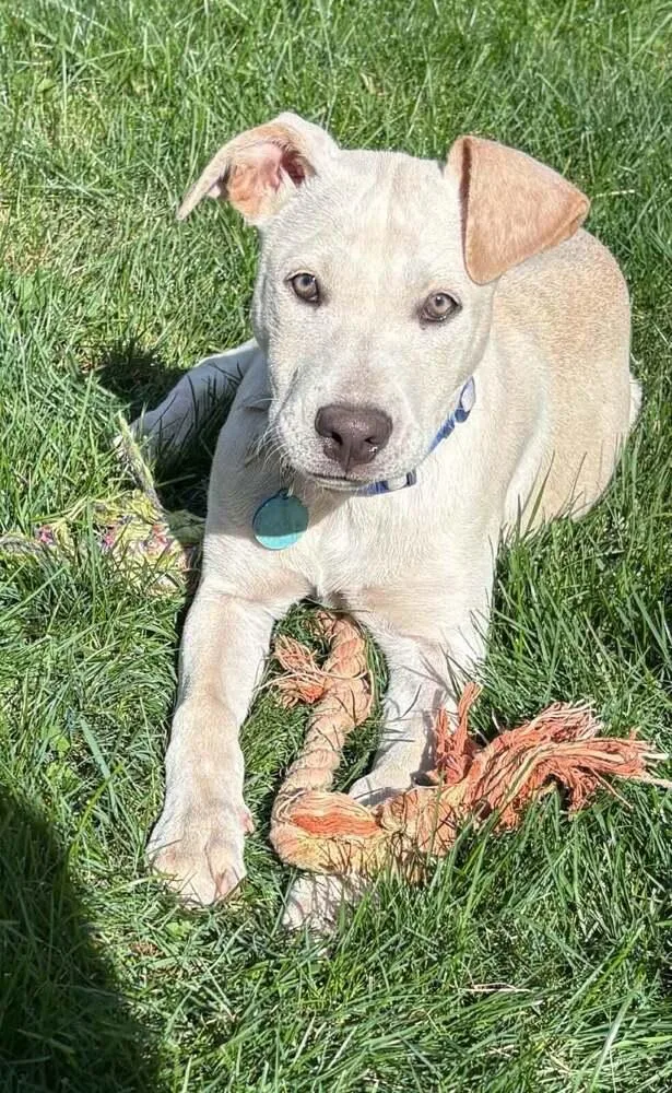 A baby small-sized female Mixed Breed dog named Rogue for adoption in Amherst, NY