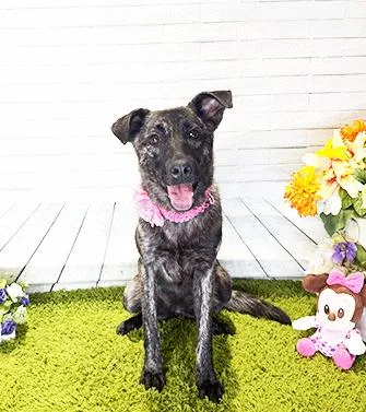 A young medium-sized female Brindle Labrador Retriever dog named Rossa for adoption in Castro Valley, CA