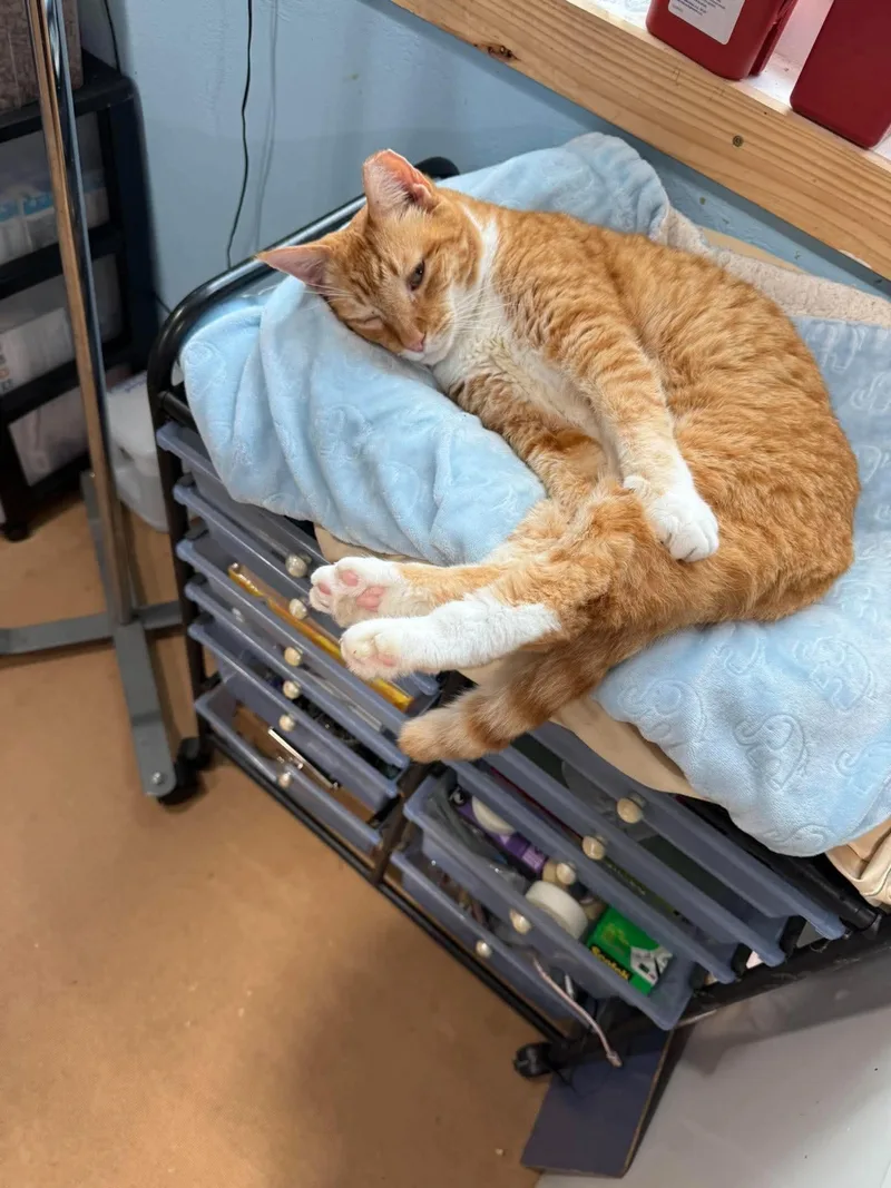 An adult extra large-sized male Domestic Short Hair cat named Cobra for adoption in Spring Hill, FL
