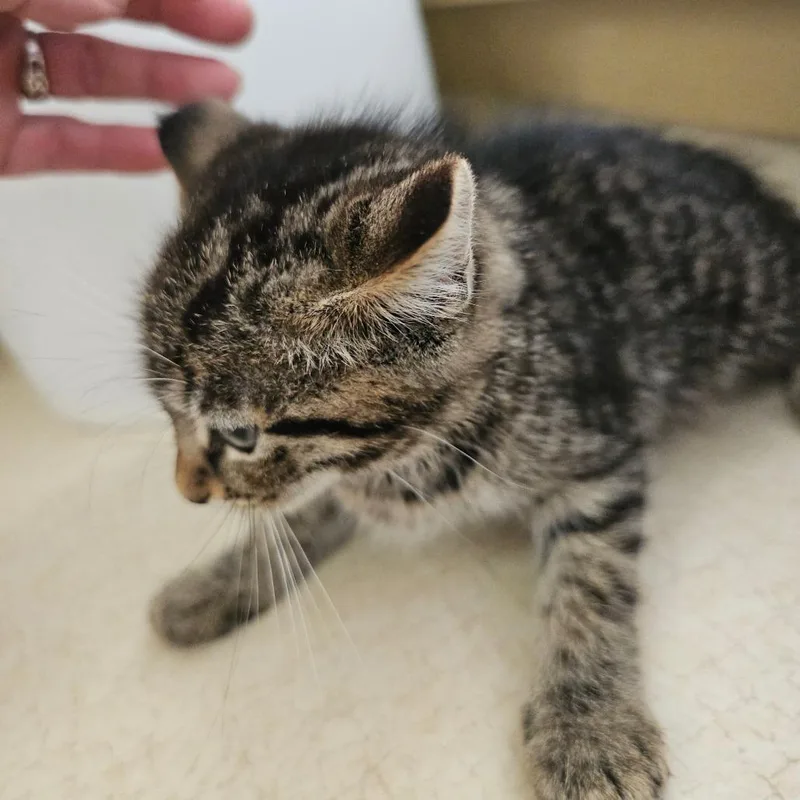 A baby small-sized male Gray / Blue / Silver Domestic Short Hair cat named Bryson for adoption in Ringtown, PA