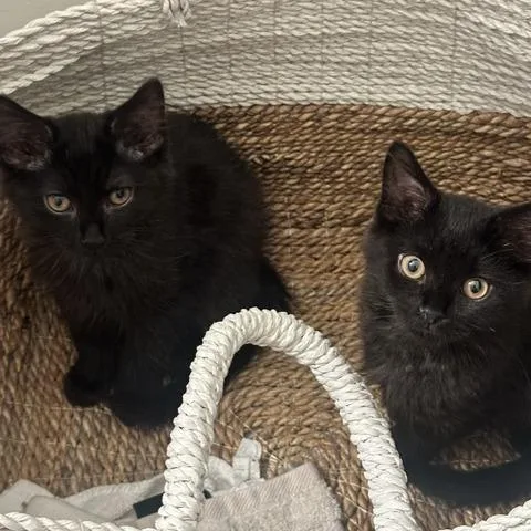 A baby small-sized male Domestic Medium Hair cat named Knight for adoption in Fairfax, VA