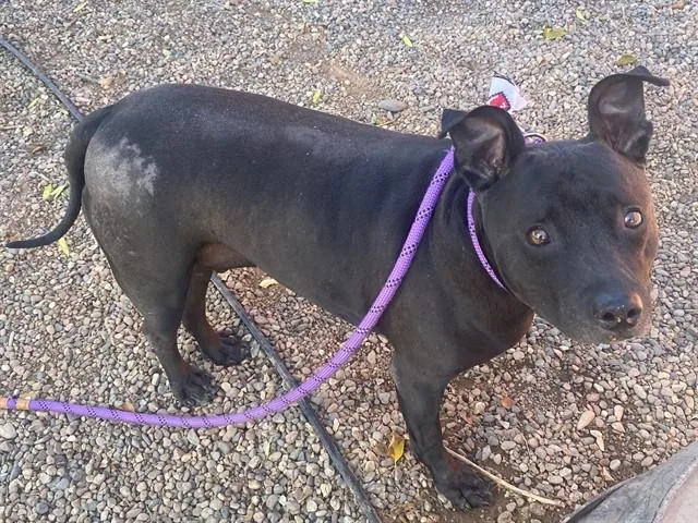 An adult large-sized male Staffordshire Bull Terrier dog named Niko for adoption in Phoenix, AZ