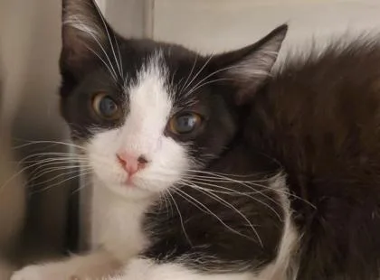 A young medium-sized male Domestic Short Hair cat named Uncle Nolan for adoption in Kansas City, MO