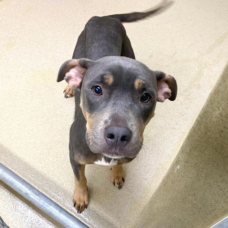 An adult medium-sized female Tricolor (Brown, Black, & White) Pit Bull Terrier dog named Toffee for adoption in Monroe, GA