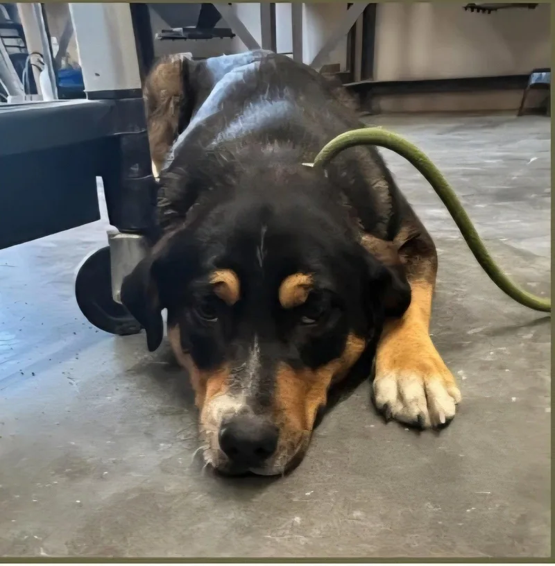 An adult medium-sized male Mixed Breed dog named Micha for adoption in Maquoketa, IA