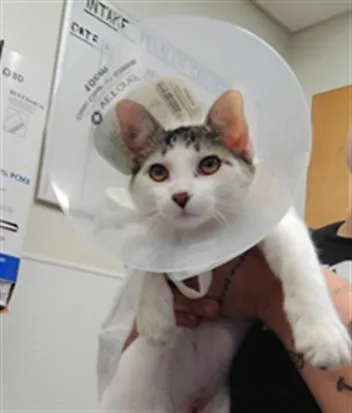 A young small-sized female Domestic Short Hair cat named Lilah for adoption in Albuquerque, NM