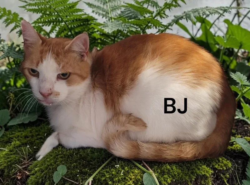 A senior medium-sized male Domestic Short Hair cat named Bj for adoption in Weems, VA