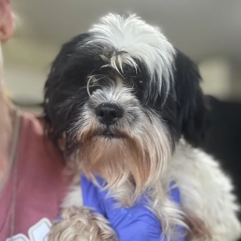 An adult small-sized male Shih Tzu dog named McQueen for adoption in Houston, TX