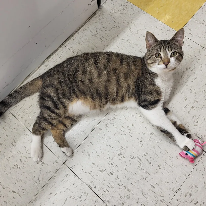 An adult medium-sized male Tabby (Brown / Chocolate) Domestic Short Hair cat named Ike for adoption in Indianapolis, IN