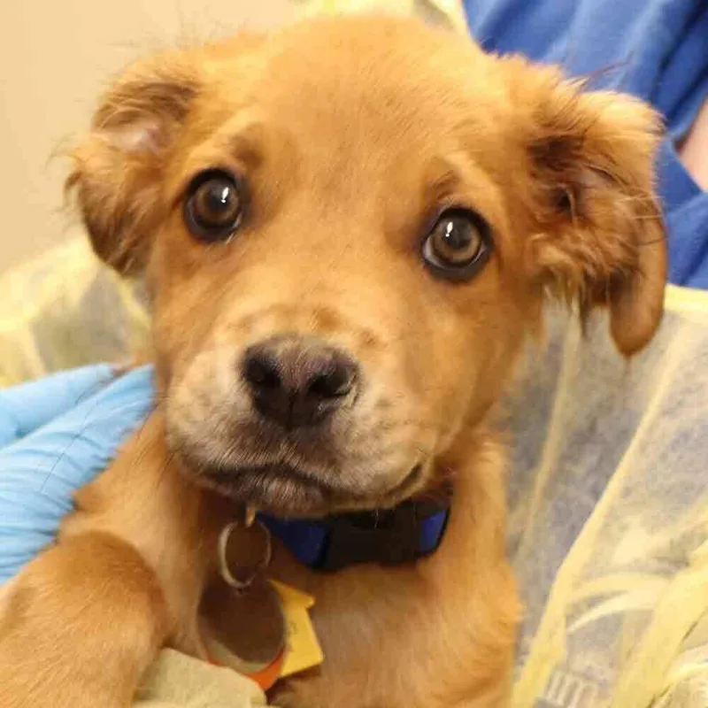 A baby small-sized male Mixed Breed dog named Buckeye for adoption in Port Washington, NY