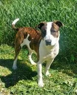 An adult medium-sized male Pit Bull Terrier dog named Doofy for adoption in Lake City, MI