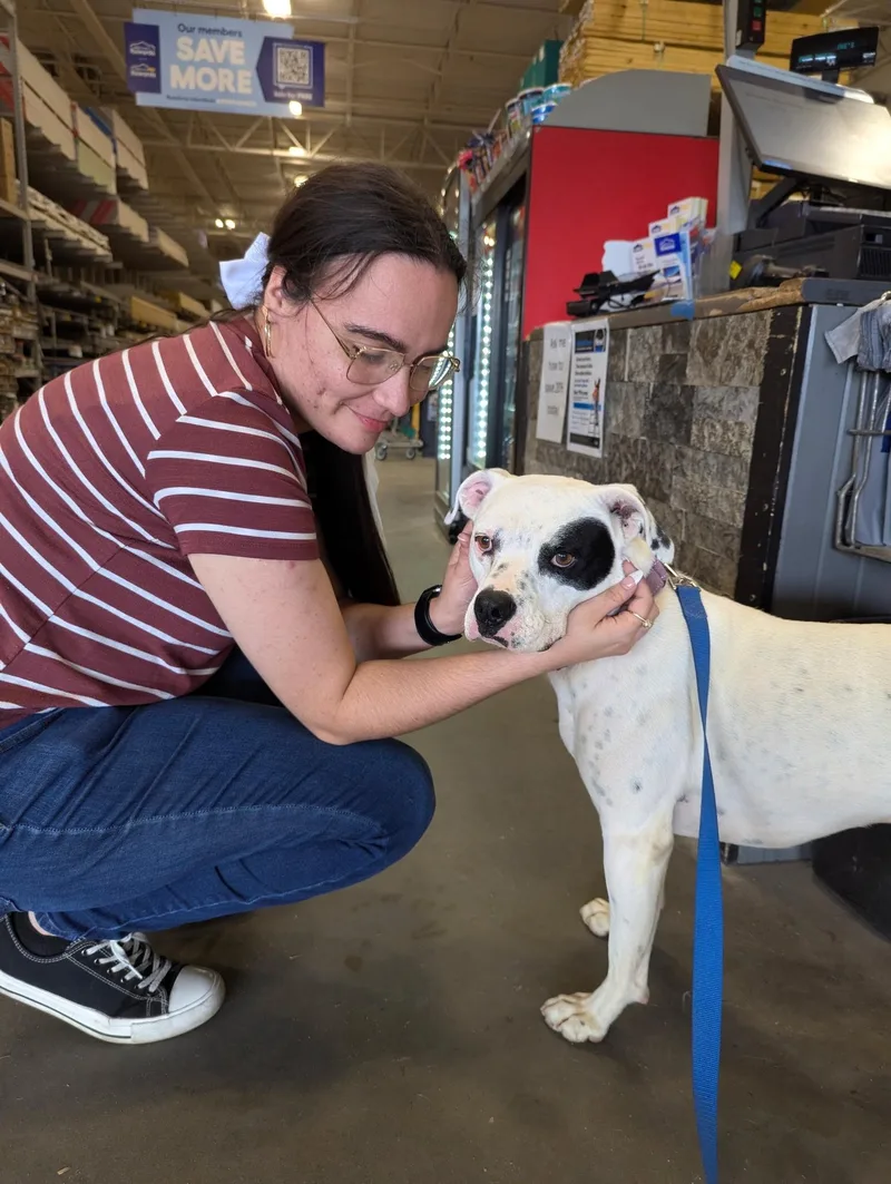 An adult medium-sized male Black American Bulldog dog named Willie SS for adoption in South Portland, ME