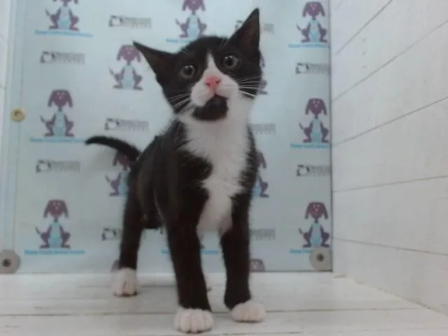 A baby small-sized female Domestic Short Hair cat named Magpie for adoption in Orlando, FL