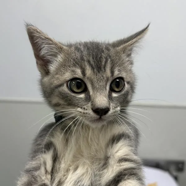 A baby small-sized male Domestic Short Hair cat named Mothman for adoption in Escondido, CA