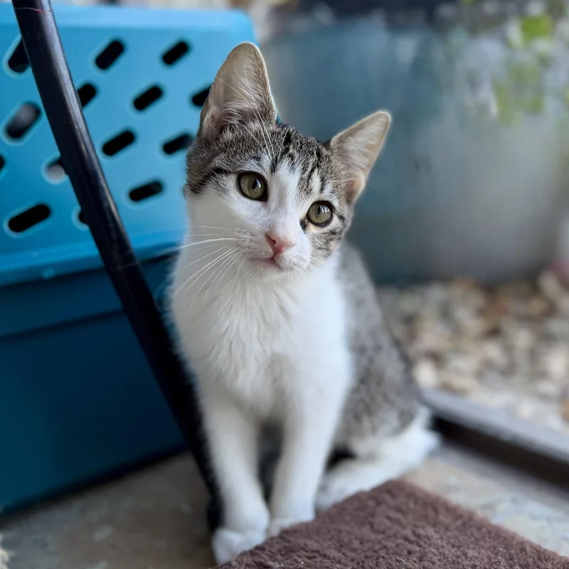 A baby small-sized male Domestic Short Hair cat named Corto for adoption in Fountain Hills, AZ