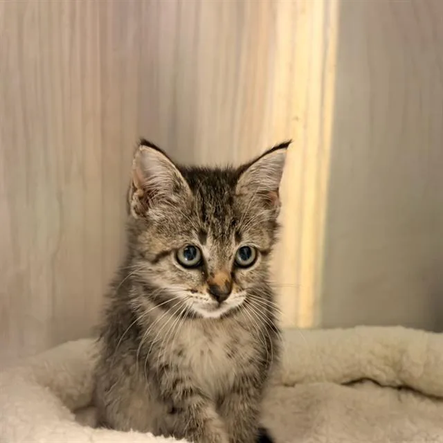 A baby small-sized female Domestic Short Hair cat named Chippie for adoption in Tustin, CA
