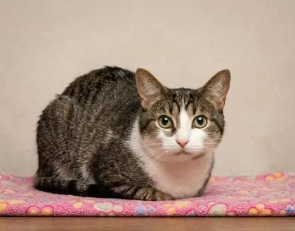 An adult medium-sized male Brown / Chocolate Domestic Short Hair cat named Blizzard for adoption in Bedford, IN