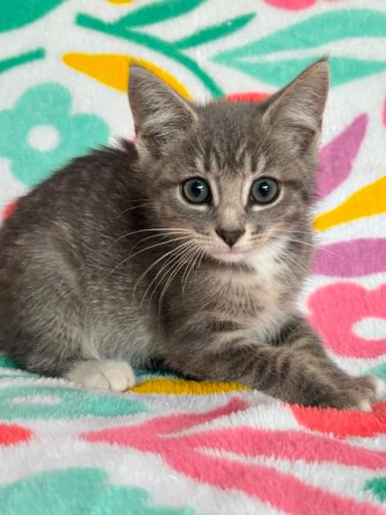 A baby small-sized female Domestic Short Hair cat named Grace for adoption in Warrenton, NC