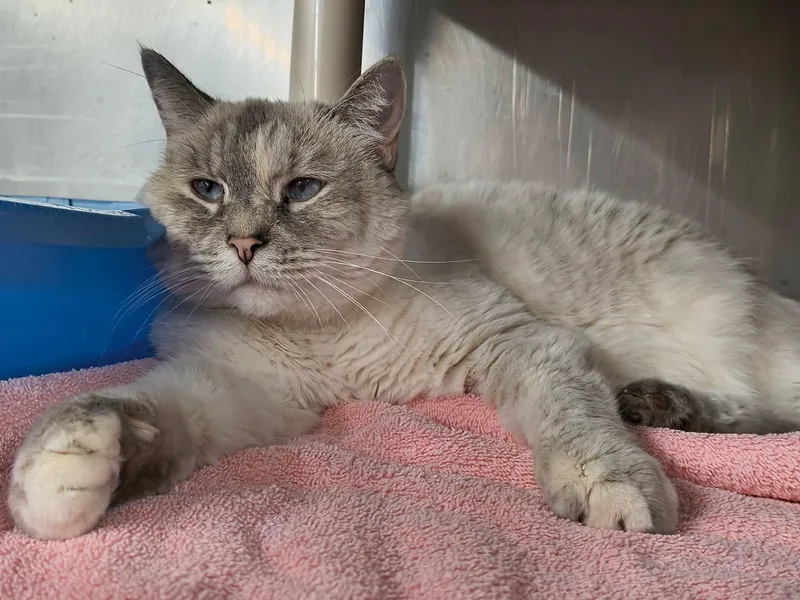 An adult large-sized female Domestic Short Hair cat named Clementine for adoption in Saint Marys, PA