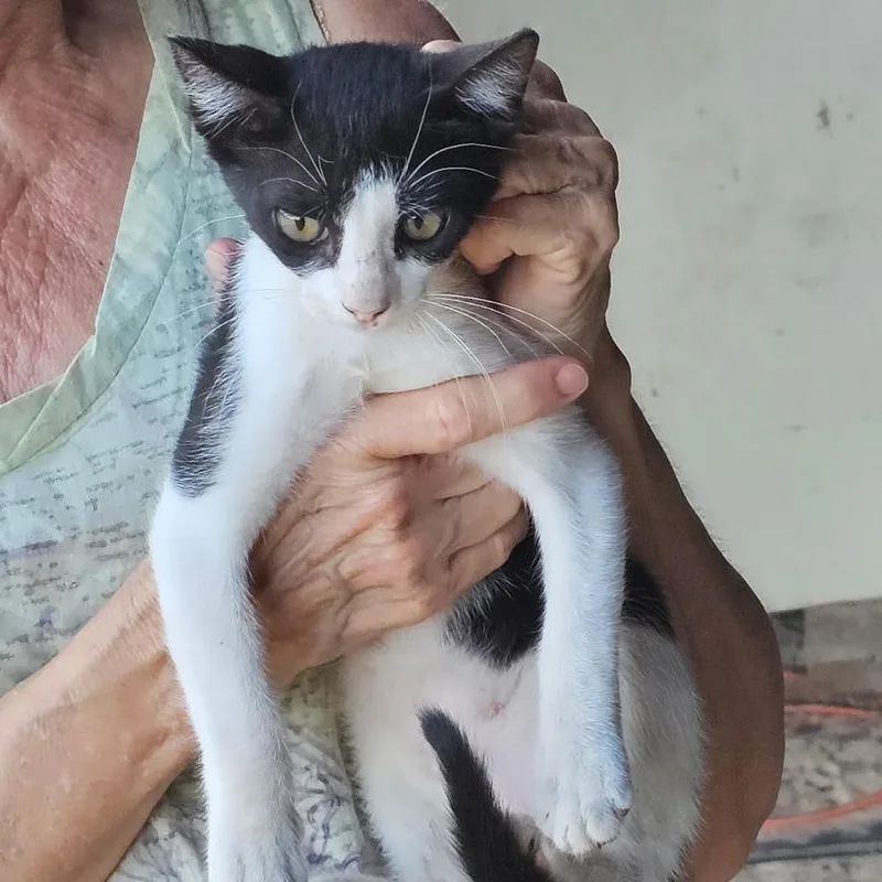 A baby small-sized female White Domestic Short Hair cat named Margot for adoption in Marshall, TX