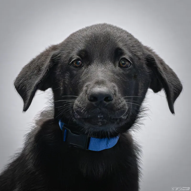 A baby medium-sized male Black Labrador Retriever dog named Niko for adoption in BONIFAY, FL