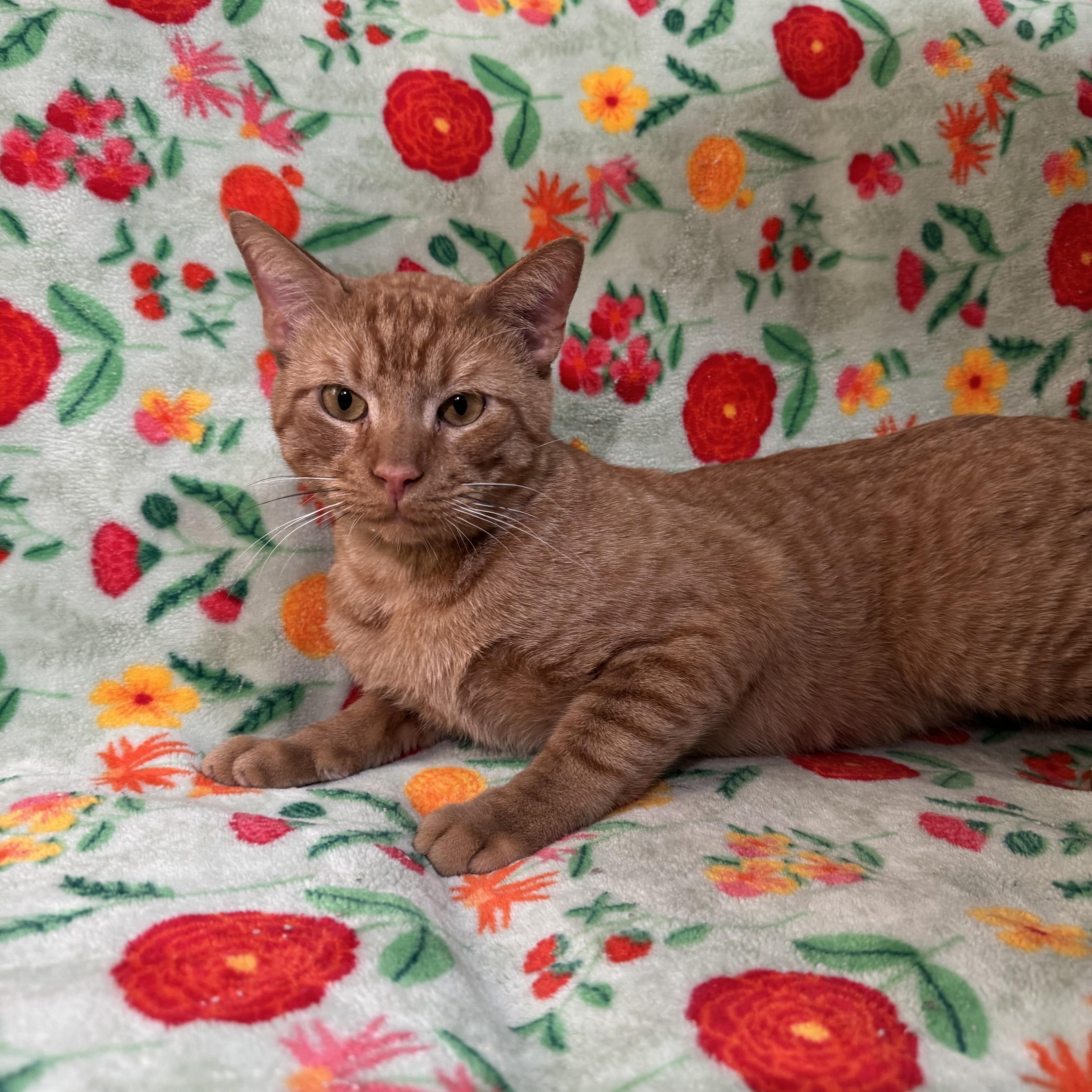 A young medium-sized male Orange / Red Domestic Short Hair cat named Archie for adoption in Brooklyn, NY