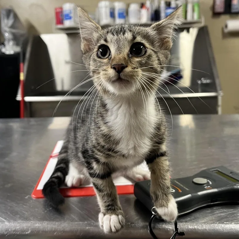 A baby small-sized male Gray / Blue / Silver Domestic Short Hair cat named Blanket for adoption in Pauls Valley, OK