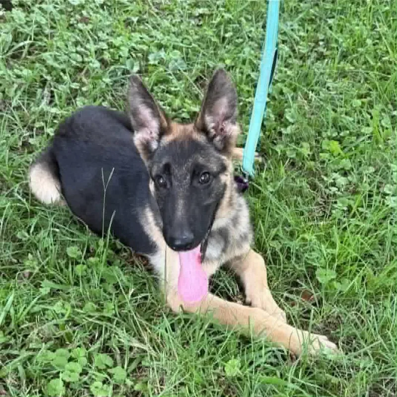 Luka