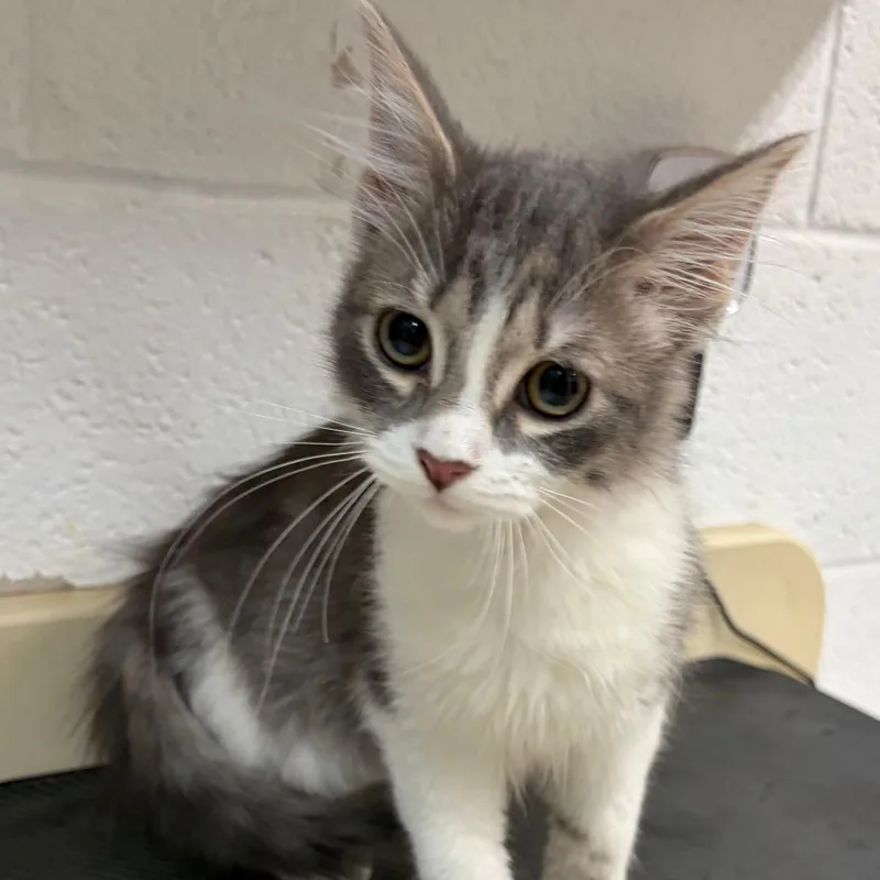A baby small-sized male Gray / Blue / Silver Domestic Medium Hair cat named Frank for adoption in Ardmore, OK