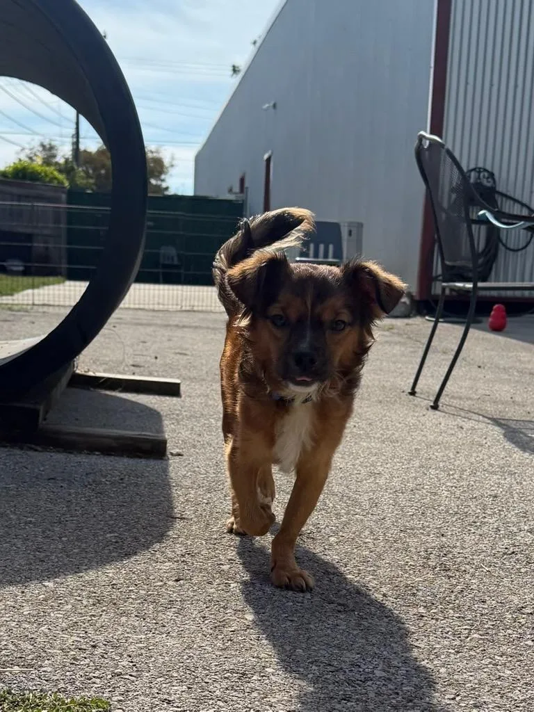 A young small-sized male Terrier dog named Rory for adoption in Lexington, KY