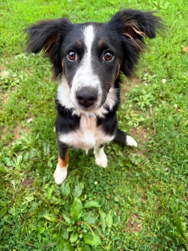 Stella